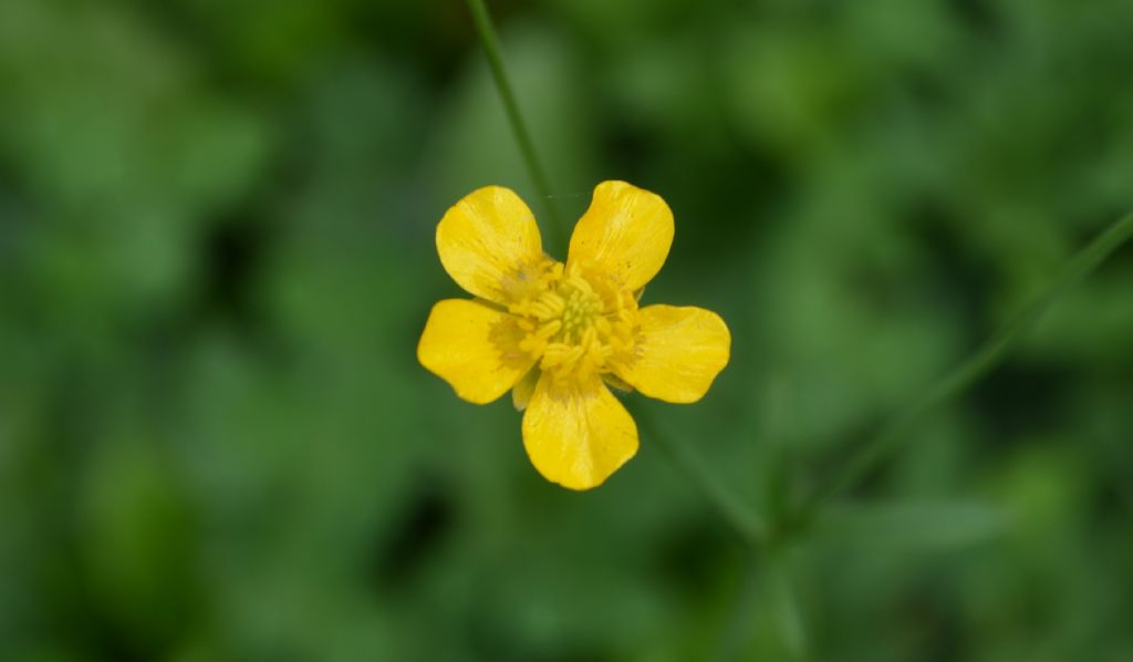 Ranunculus da specificare